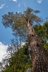 Fototapeta premium pine and sky