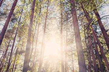 Green trees, forest, background, toned.