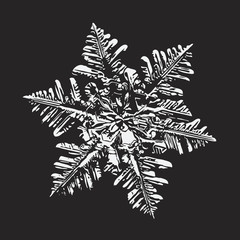 White snowflake on black background. This vector illustration based on macro photo of real snow crystal: large stellar dendrite with fine hexagonal symmetry, complex ornate shape and six elegant arms.