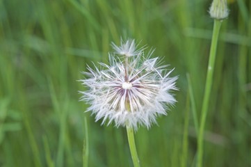 Fruits of the dandelion plant