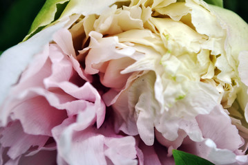 Soft pink peony petals texture close up detail blurry background