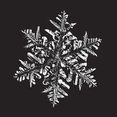 This vector illustration based on macro photo of real snowflake: large stellar dendrite snow crystal with fine hexagonal symmetry, complex ornate shape and six long, elegant arms with side branches.