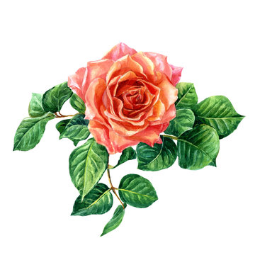 Rose with leaves painted in watercolor.