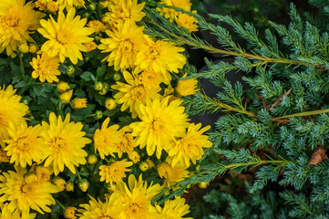 Yellow chrysanthemums on the Bush.