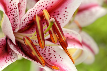 Blumen 944 © K.-U. Häßler