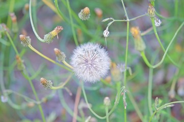 Fruits of the dandelion plant
