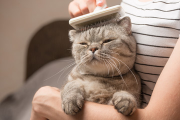 Woman combing a cute cat with a brush on the couch, close up