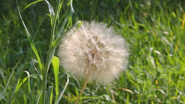Seeds of Salsify or Tragopogon with parachute.
