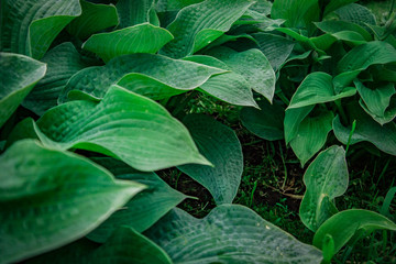 Beautiful green plants with large leaves summer day