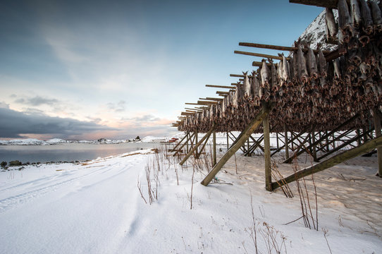 Producing stockfish from cod, Lofoten
