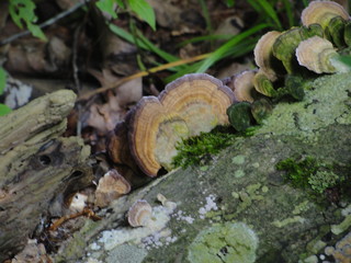 fungus