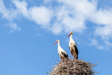 A couple of storks in a nest on a pole look in the same direction, clouds around.