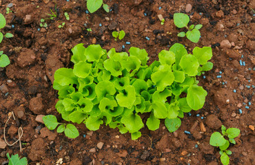 risen plants of green salad, in the garden on the bed