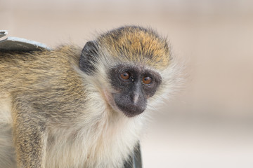 Carol the monkey