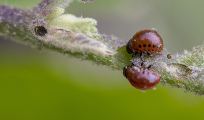 Colorado beetle's larva feeding on the potato leaf
