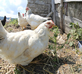 white hen in the henhouse