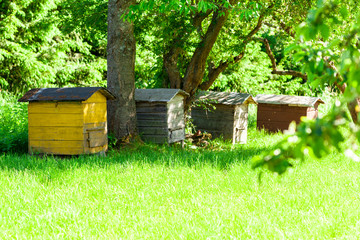 Several hives stand in a row, side view.