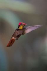 Hummingbird(Trochilidae)Flying gems ecuador