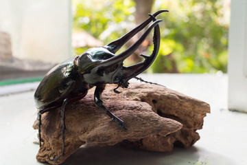 Giant Beetle Satin or Giant Beetle Elephant