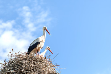 A couple of storks in a nest on a pole look in the same direction, clouds around.