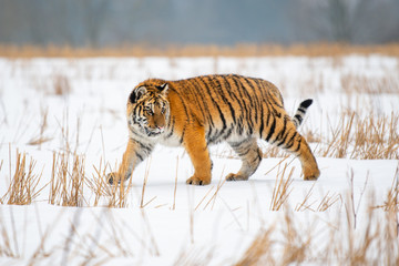 Siberian Tiger in the snow (Panthera tigris)