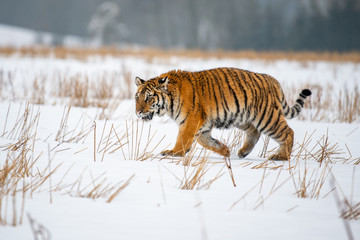 Obraz premium Siberian Tiger in the snow (Panthera tigris)