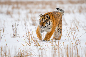 Siberian Tiger in the snow (Panthera tigris)