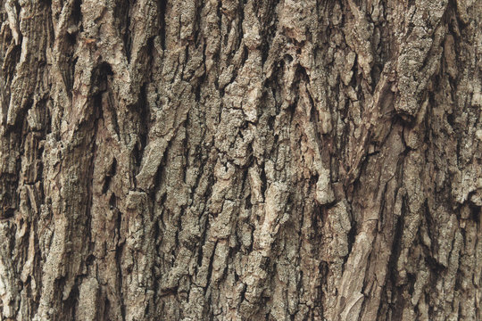 Closeup texture of bark on an old tree in a forest