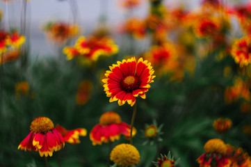 Orange flowers in botanique garden on blurred background
