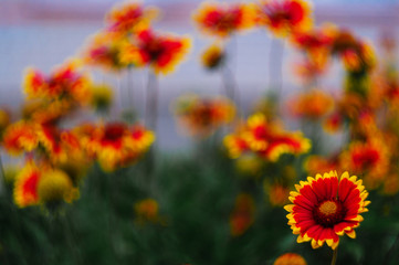 Orange flowers in botanique garden on blurred background