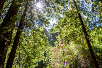 Obraz premium Tall Trees