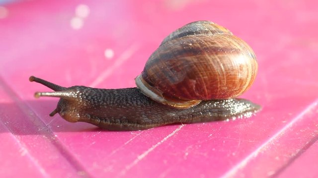 Snail on the table, snail crawling on the table