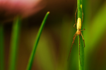 Tetragnathidae Tetragnatha spider knitter