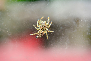Springspinne auf altes Glas