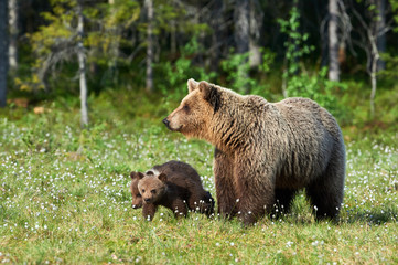 Mother brown bear (Ursus arctos) and her cubs