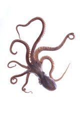 Octopus on a white background