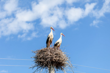 A couple of storks in a nest on a pole look in the same direction, clouds around.