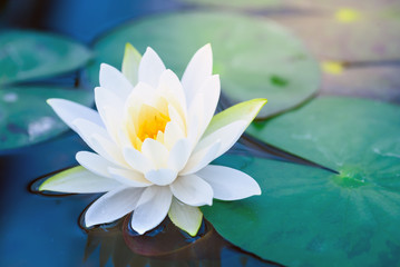 beautiful White Lotus Flower with green leaf in in pond