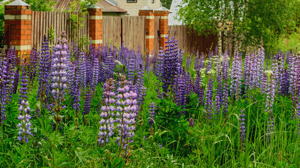Field of blooming lupines