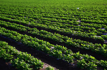 Rows of peanut fields