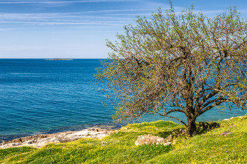 Fototapeta na wymiar Green lagoon sea bay in Porec, a tree in foreground, Croatia - Istria, Europe.