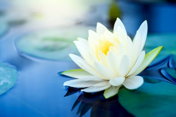 beautiful White Lotus Flower with green leaf in in pond