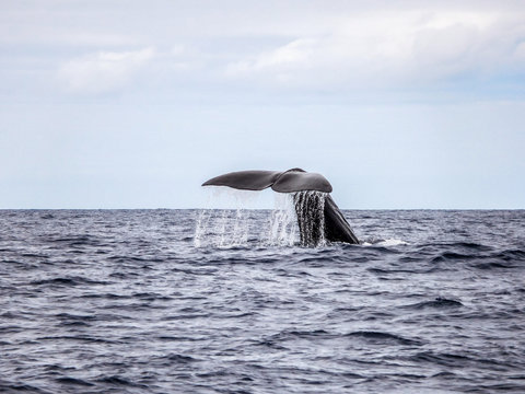 Sperm Whale - Cachalot