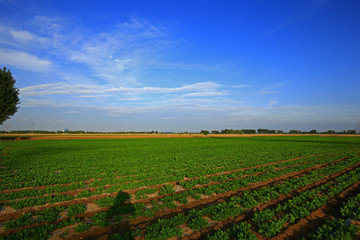 Fototapeta na wymiar Rows of peanut fields