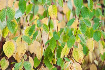 Fototapeta na wymiar Tree leaves background