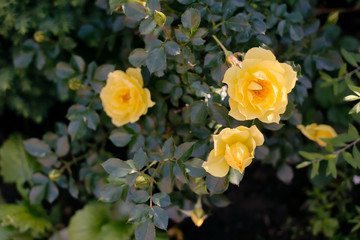 Yellow climbing roses.