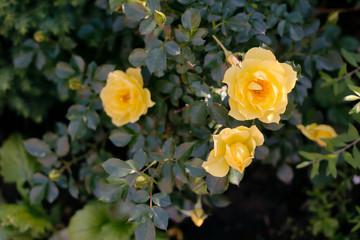 Yellow climbing roses.