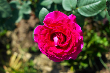 Red tea-hybrid rose.