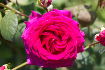 Red tea-hybrid rose.
