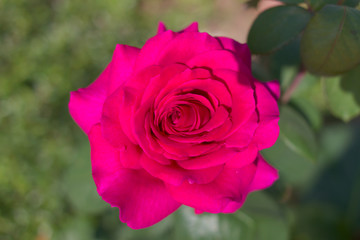 Red tea-hybrid rose.